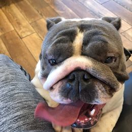 Opal - Bulldog