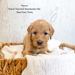 Triscuit - Apricot female Goldendoodle puppy in Grove, Oklahoma from Guinn Family Farms