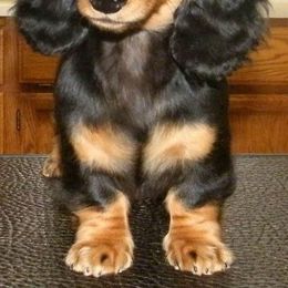 Dachshund Puppies from Jamie's Dachshunds