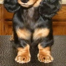 Dachshund Puppies from Jamie's Dachshunds