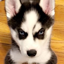 Siberian Huskies from MS Wolf Mafia