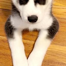 Siberian Huskies from MS Wolf Mafia