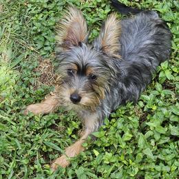 Silky Terrier Puppies from Brawley's Beautiful Babies