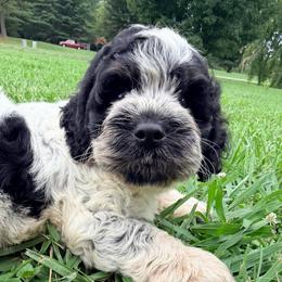 Pilsner with training - Black white and tan male Cockapoo puppy in Boonville, North Carolina from Doods & Dolls
