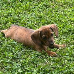 Dachshund Puppies from Witchy Woman’s Wiener’s