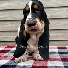 Basset Hound Puppies from BeautyBea's Flathead Lake Bassets