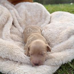 Gene - Cream male Dachshund puppy in Colbert, Georgia from Southern Drawl Dachshunds