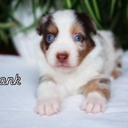 Frank - Red merle male Miniature American Shepherd puppy in Battle Ground, Washington from Casita Miniature American Shepherds