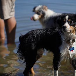 Giant Schnauzers, Labrador Retrievers, and Miniature American Shepherds from Rhodes Avenue Kennel