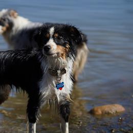Giant Schnauzers, Labrador Retrievers, and Miniature American Shepherds from Rhodes Avenue Kennel