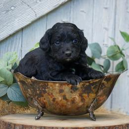 Bennet - Black male Cockapoo puppy in Seattle, Washington from Sweet Home Doodles