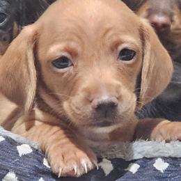 Buck - Chocolate and cream male Dachshund puppy in Bedford, Virginia from Blue Ridge Weenies