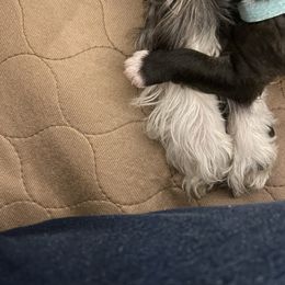 Schnoodle Puppies from Noodle Tings Puppies
