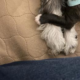 Schnoodle Puppies from Noodle Tings Puppies