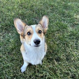 PEANUT - Sable female Pembroke Welsh Corgi puppy in Ritzville, Washington from Sapphire Iris Corgis