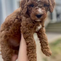 Cavapoo Puppies from The Doodle Den