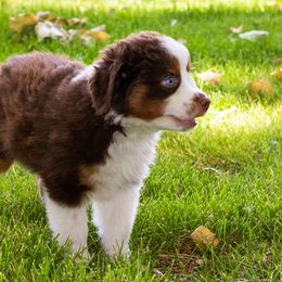 Miniature American Shepherd and Miniature Australian Shepherd Puppies from Bellewynd Acres
