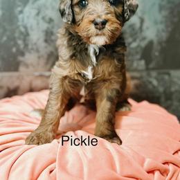 Pickle - Blue merle female Bernedoodle puppy in Pasco, Washington from Camp Doodle Woods