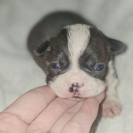 Boy 3 - Blue male Boston Terrier puppy in Ringgold, Georgia from A-K Boston Terriers