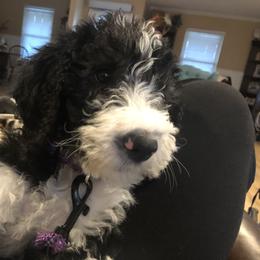 Bernedoodle and Double Doodle Puppies from ETX Dandy Doodle