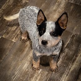 Anatolian Shepherd Dog and Australian Cattle Dog Puppies from 4D Cattle Dogs