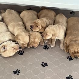 Labrador Retriever Puppies from Sun Ridge Labradors