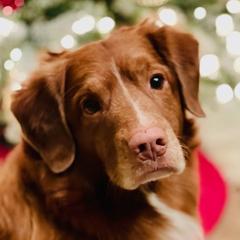 Tux - Nova Scotia Duck Tolling Retriever