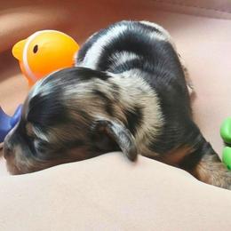 Boo - Black and tan male Dachshund puppy in Buckeye, Arizona from Duran Dachshunds