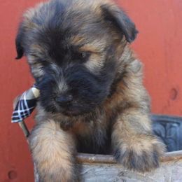 Soft Coated Wheaten Terrier Puppies from Kayos Kennel