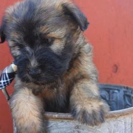 Soft Coated Wheaten Terrier Puppies from Kayos Kennel