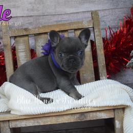 Apple - Tricolors female French Bulldog puppy in Loxahatchee, Florida from Blue Wonder Frenchies