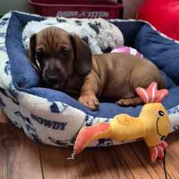 Coe - Cream male Dachshund puppy in Wildomar, California from Mindy's Dachshunds