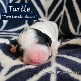 Turtle - Phantom male Bernedoodle puppy in Pollock Pines, California from Ten Acre Wood Doodles