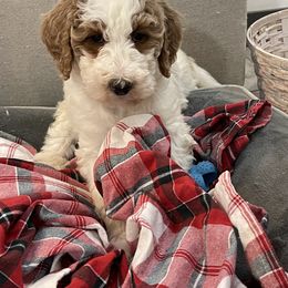 Hope - Parti female Goldendoodle puppy in Sugarcreek, Ohio from True Hearted Doodles