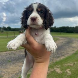 Girl 4 - Liver white and tan female English Springer Spaniel puppy in Fort Meade, Florida from Lake in the Hills Springers