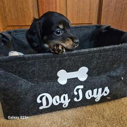 Lil Miss Cuddler - Black and cream female Dachshund puppy in Hartford, Michigan from Mac Fam Dachshunds