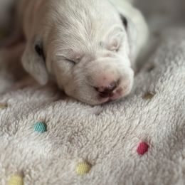 Glue stick - White and liver brown female Dalmatian puppy in Carlsbad, New Mexico from ECMO Farm Dalmatians & Labrador Retrievers