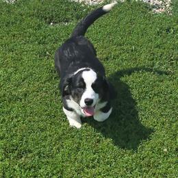 WAFFLES - Black and white male American Corgi puppy in Walker, Iowa from Double K Corgis