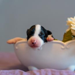 Border Collie, Papillon, Sporty Mix, and Whippet Puppies from Old Hemp Border Collies / Open Horizon Sport Dogs