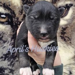 Boy 1 - Agouti and white male Siberian Husky puppy in Terre Haute, Indiana from April's Huskies