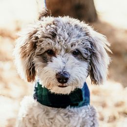 Goldendoodles from Poulson’s Pups