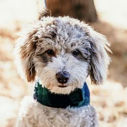 Goldendoodles from Poulson’s Pups