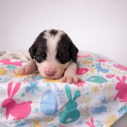 Shillelagh - Brown and white female Sheepadoodle puppy in Rocky Point, North Carolina from CelticDoods