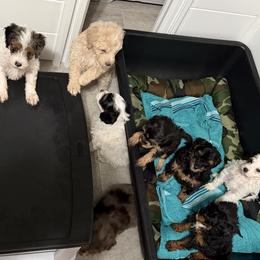 Goldendoodle puppies from Mermaids Lair Doodles