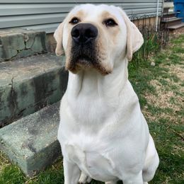 Labrador Retriever All Grown Up from Royal Ridge Labs