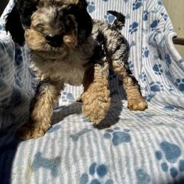 Boy 2 - male Aussiedoodle puppy in San Diego (Jamul), California from Lee Valley Scotties