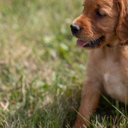 Golden Retriever Puppies from Stormy Hill Golden Retrievers