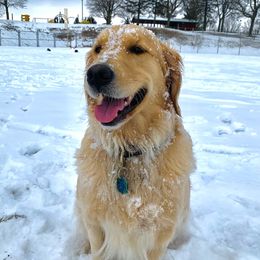 Ivy - Golden Retriever