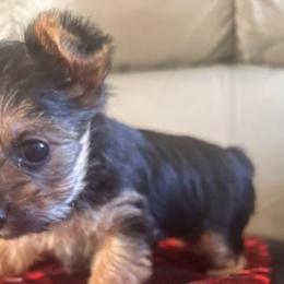 Yorkshire Terriers from Courtney’s Darling Yorkies