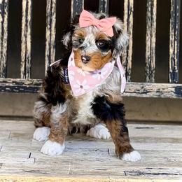 Princess Peach- pink collar female - Merle female Bernedoodle puppy in Salt Lake County, Utah from Coco Avenue Pups